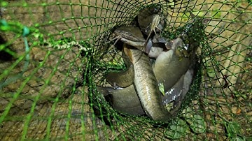 Thăm câu sau 2h cắm câu...Cá trê, cá lốc, cá rô đồng...🐟😋