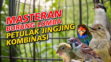 MASTERAN BURUNG LOMBA PETULAK JINGJING TENGKEK BUTO GEREJA TARUNG BAJING KEKES BRINJI SUARA JERNIH