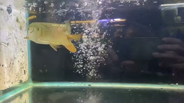 Cá rồng đứt đuôi sau 24 ngày dưỡng !