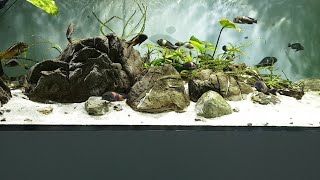 Acuario Tanganika en Pzes Alcorcón