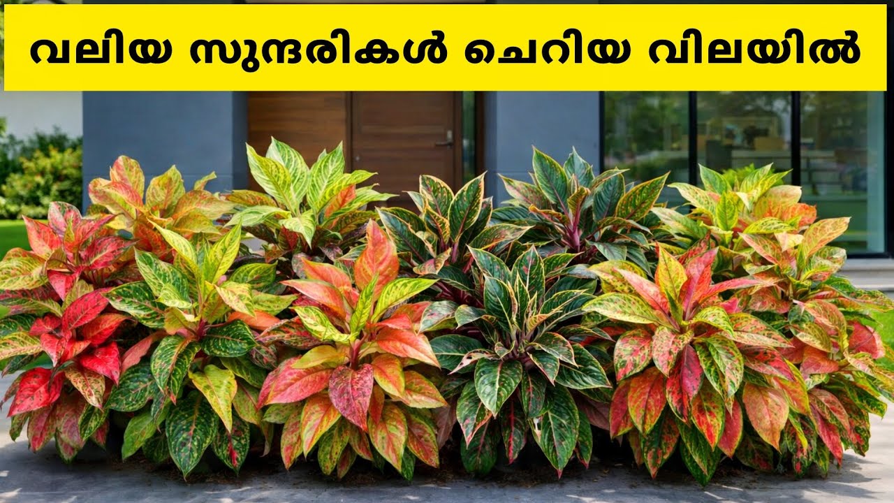Cheapest price Aglaonema plants! Buy now 🎉 Yeryusu jennath 