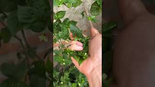 Emplasto con ají para dolor #natural #parati #medicina