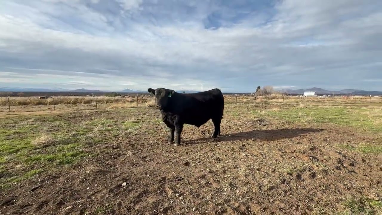 Hinton Cattle Company