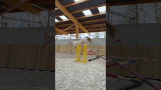 Saut en liberté pour Sahana (4 ans fille d’Ieldorado) 🚀🤩  #cso #cheval #equitation