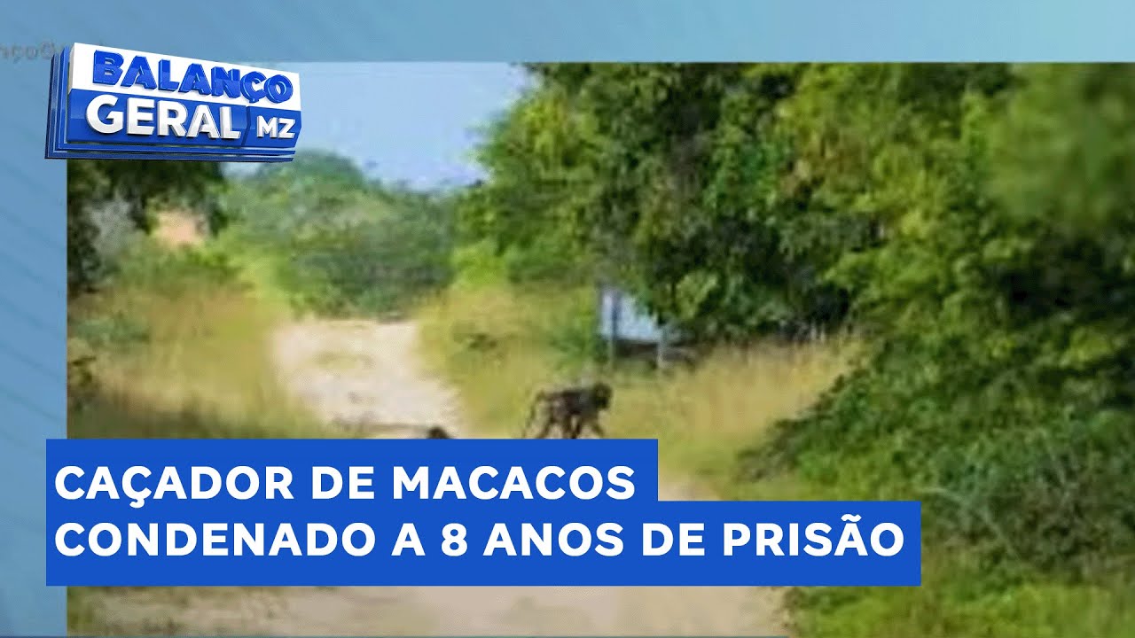 Crônicas d Matavel: Justiça igualitária? Um matou macaco, outro roubou milhões, ambos pegaram 8 anos
