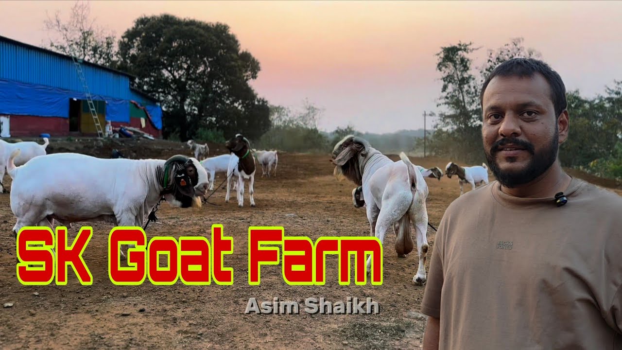 The Biggest Boer Barbare Goats Ki Tyaari At SK Goat Farm Shahpur | The Most Luxurious Goat Farm.