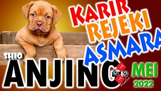 Shio ANJING di th 2022 // ramalan Rejeki , Karir , Jodoh dan kisah Asmara bulan Mei th 2022