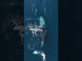 Worlds biggest animals in the sea 😱||