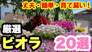 ◇20 selections🌱 [carefully selected violas & pansies] Grow