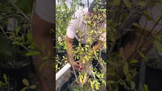 Thinning fig fruits are off the tree to ensure better quality
