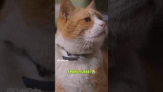 SHOCKING TRUTH: What Cats Do Before Saying Goodbye Will Leave You Speechless!"