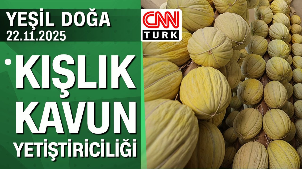 Kışlık kavun yetiştiriciliğinin hikayesi (Hasanbey kavunu) - Yeşil Doğa 22.11.2025 Cumartesi
