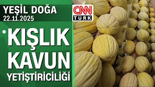 Kışlık Kavun Yetiştiriciliğinin Hikayesi Hasanbey Kavunu - Yeşil Doğa 22.11.2025 Artesi