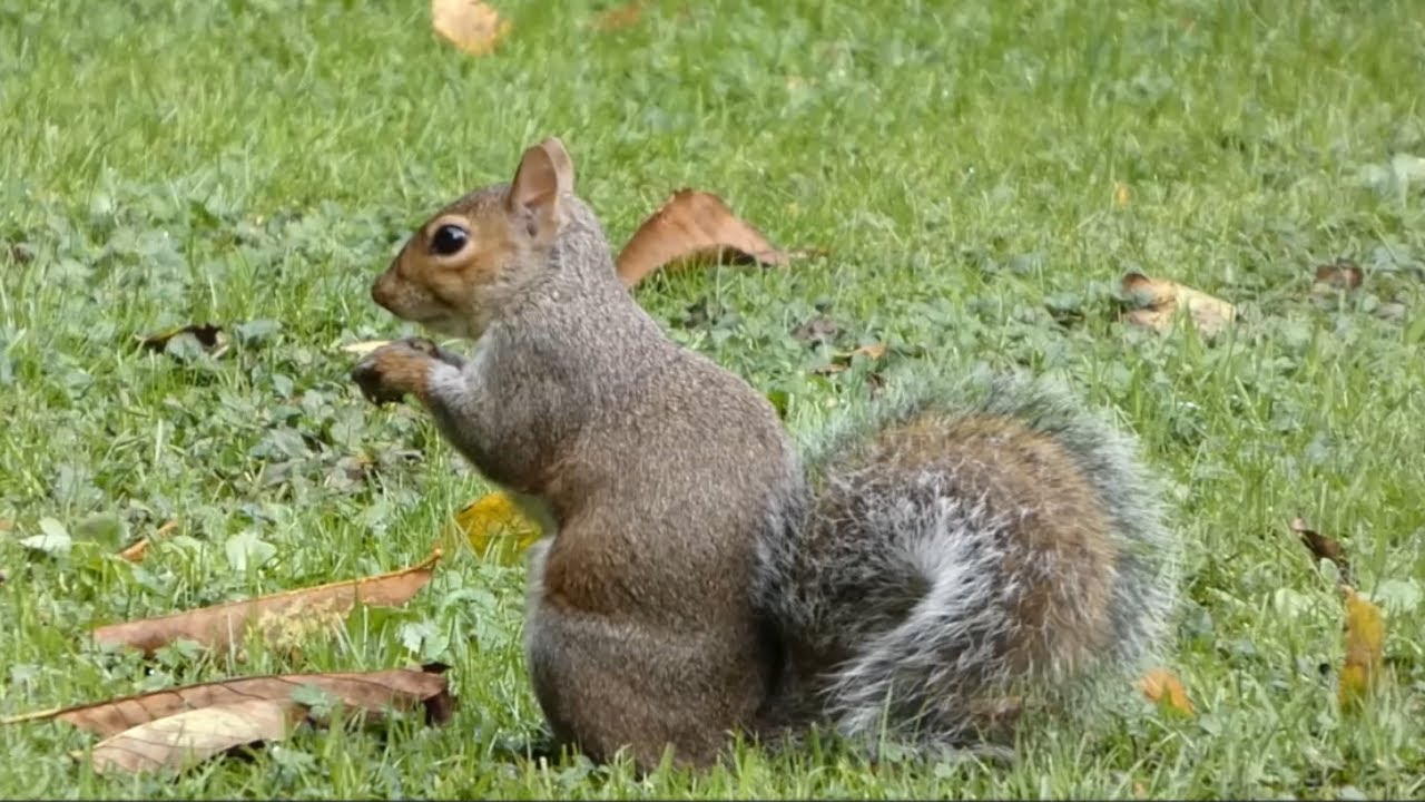 Cute little grey squirrel burying food for winter and gets a quick snack.  Wildlife of Ireland