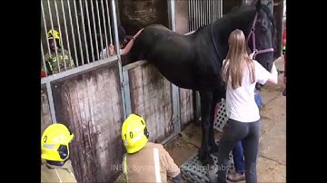 INB® Mudcontrol slabs: The rescue of a horse