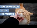 Как обработать кошку от глистов. Капли от глистов