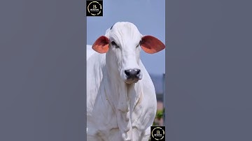 Sapi brahman #cow #sapi #sapipedaging #sapigemuk #sapimakan