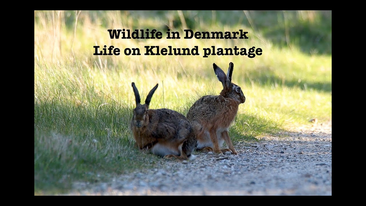 Wildlife in Denmark - Life on Klelund plantage (Music theme for kids :) and grown ups)