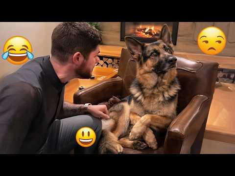 You Will Die Laughing At These Dogs 🐶 Best Animal Video Compilation You Can’t Miss 🤣 #149 thumbnail