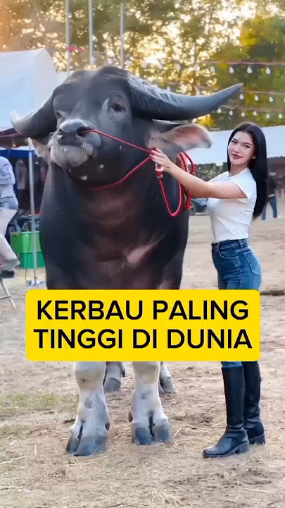 Kerbau Paling Tinggi di Dunia #kerbau #tiktok