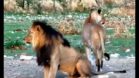 Safarihoek ~ Zebras run as Lions arrive! Dec20, 2025