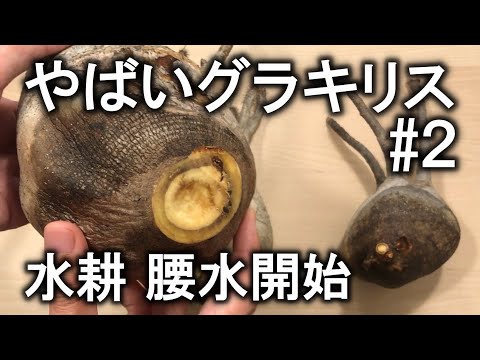 おすし❗️グラキリス水耕 発根 芽吹き 確認現地球 Three 5,000 yen Gracilis plants were amazing. Part 2: Experiments