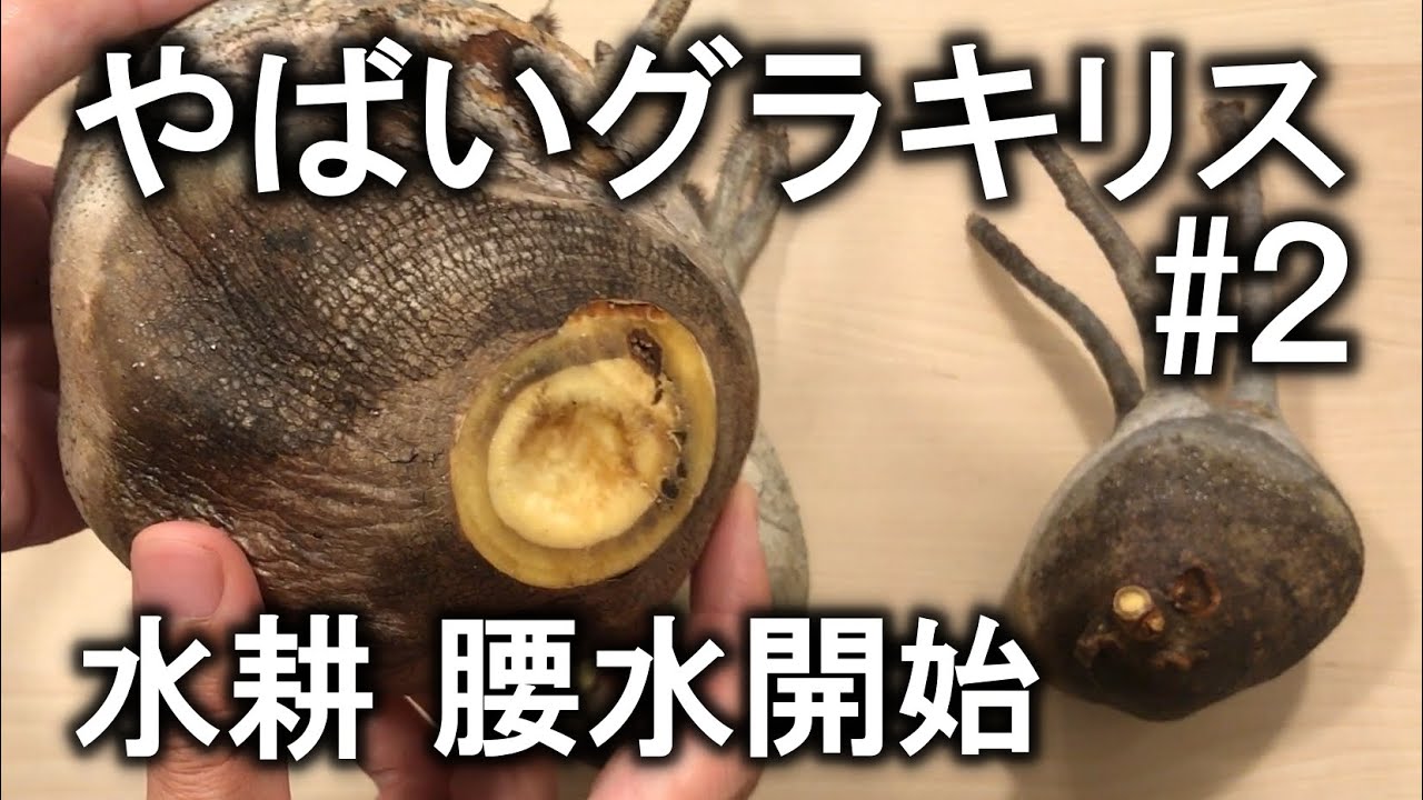 Three 5,000 yen Gracilis plants were amazing. Part 2: Experiments