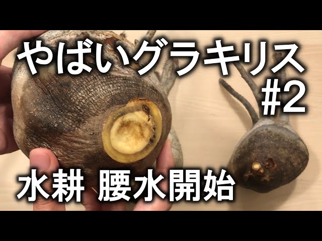 Three 5,000 yen Gracilis plants were amazing. Part 2: Experiments