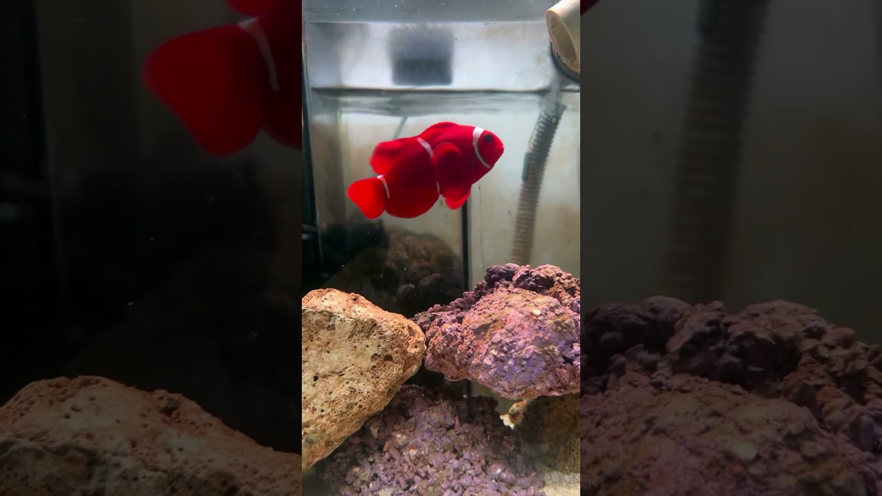 Red Maroon Clown 🐠 