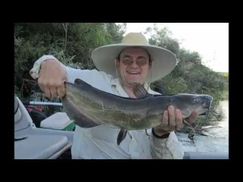 catfish spawn with Themangler.com from YouTube · Duration: 14 minutes 57 seconds · 1,000+ views · uploaded on 3/31/2012 · uploaded by FishingItUp11 catfish spawn with Themangler.com from YouTube · Duration: 14 minutes 57 seconds · 1,000+ views · uploaded on 3/31/2012 · uploaded by FishingItUp11