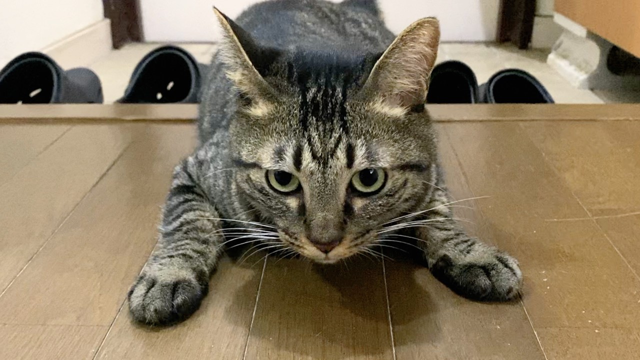A vicious cat that hates its owner so much it wants to run away