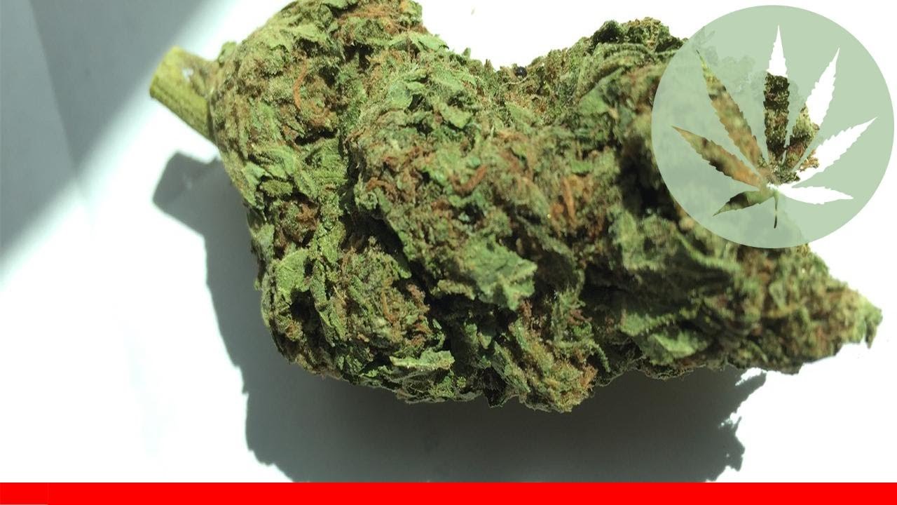 Master Jedi - All About This Strain