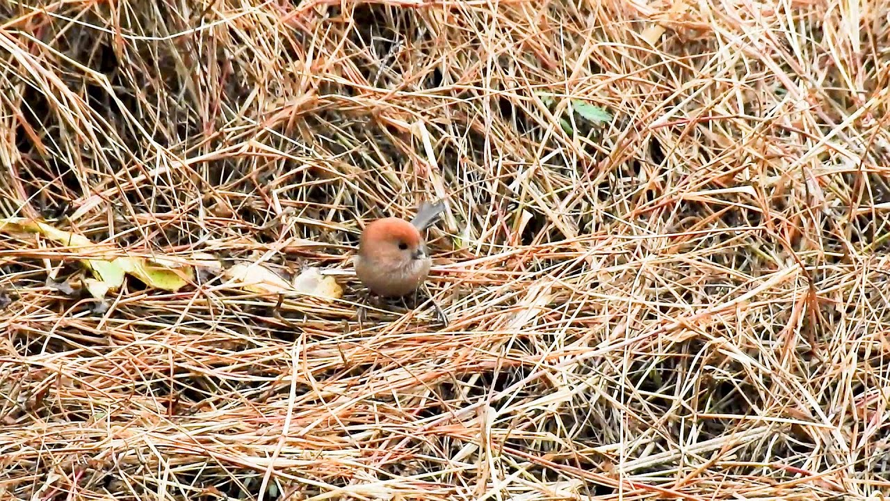 Parrotbill Vinous throated DSCN7525 6 