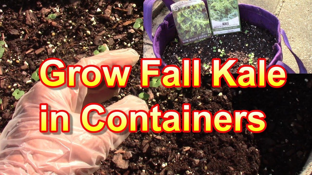 Growing Kale From Seeds in Containers This Fall is Easy