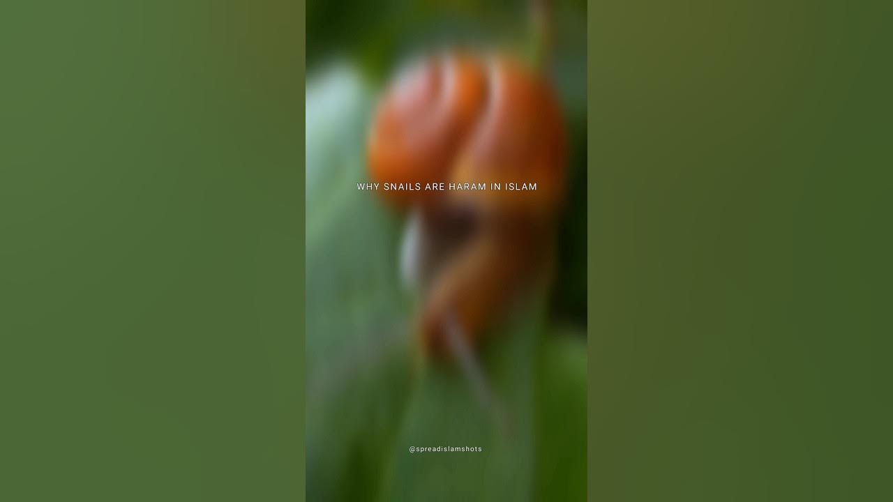 why-snails-are-haram-in-islam-shorts-islam-youtube