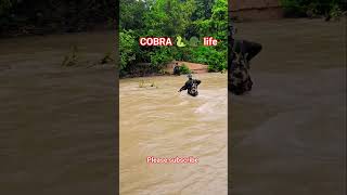 Cobra 🐍 life #cobra #cobracomondo #cobratraning #ssbshortvideo #army #armylover