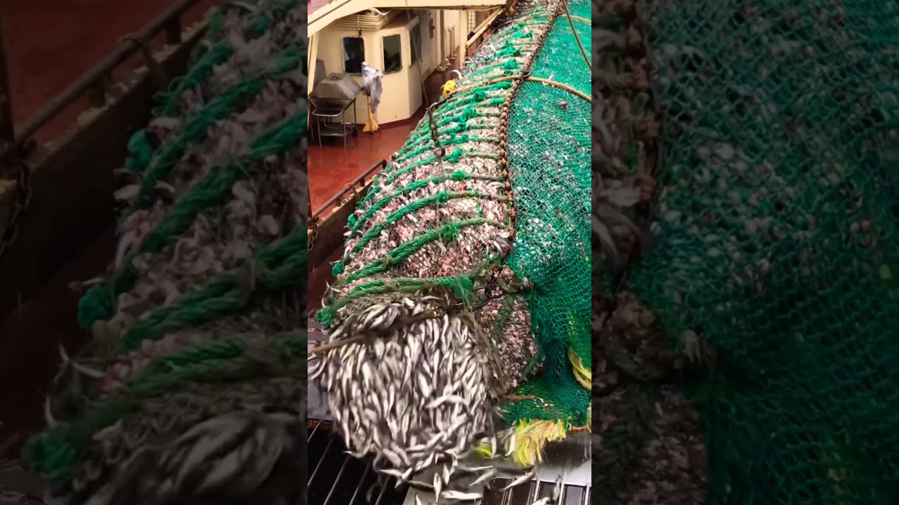 لحظة سحب شبكة الصيد العملاقة من البحر | كنز من الأسماك!#صيد_الأسماك