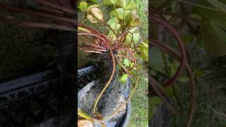 DANG THAT’S A BIG WATERLILY TUBER! Nymphaea ‘Sioux’. Subscribe - or read:   https://a.co/d/1SpJ9p1
