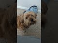 Doogie Boi Trendingshorts Trending Ytshorts Dog Dailyvlog Solo Motivation Life mp3