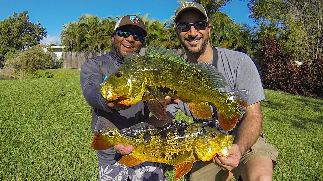 fishing planet florida butterfly peacock bass fishing planet florida butterfly peacock bass
