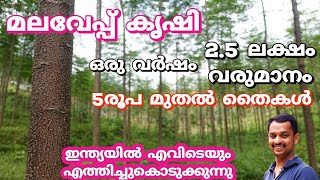 കാട്ടുവേപ്പ്#kattu vepp krishi #malaveppu tree malayalam #kattukadukka #malaveppu #melia dubia#wood