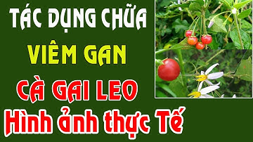 Cà gai leo và bài thuốc dân gian điều trị bệnh viêm gan B - phòng ung thư
