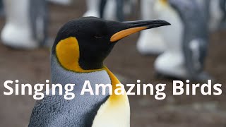 Singing amazing Birds and Animal Sounds From Six Continents Wildlife World screenshot 5