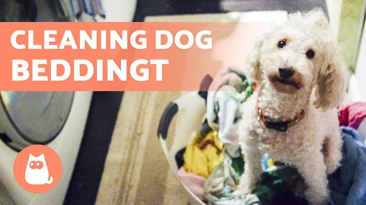 Как стирать постель и одежду для собаки: в машине и вручную!