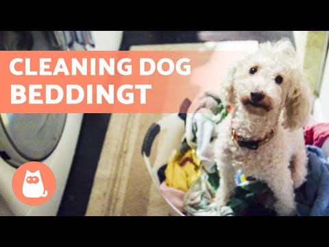 Washing a DOG'S BEDDING and CLOTHES 🐶🧼 (Washing Machine & By Hand)