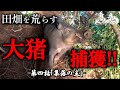 くくり捕獲による駆除 第四話「集落の主」