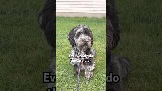 Yo Everyone Even You Do The Sea Lion