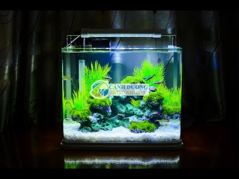 Video Hồ cá mini 32cm trang trí núi đá nuôi cá neon & mũi đỏ... - youtube