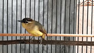 OPIOR JAMBUL ( Prenjak Daun ) Jantan GACOR - Suara PIKAT & Pancingan Burung Opyor BAHAN Supaya Bunyi