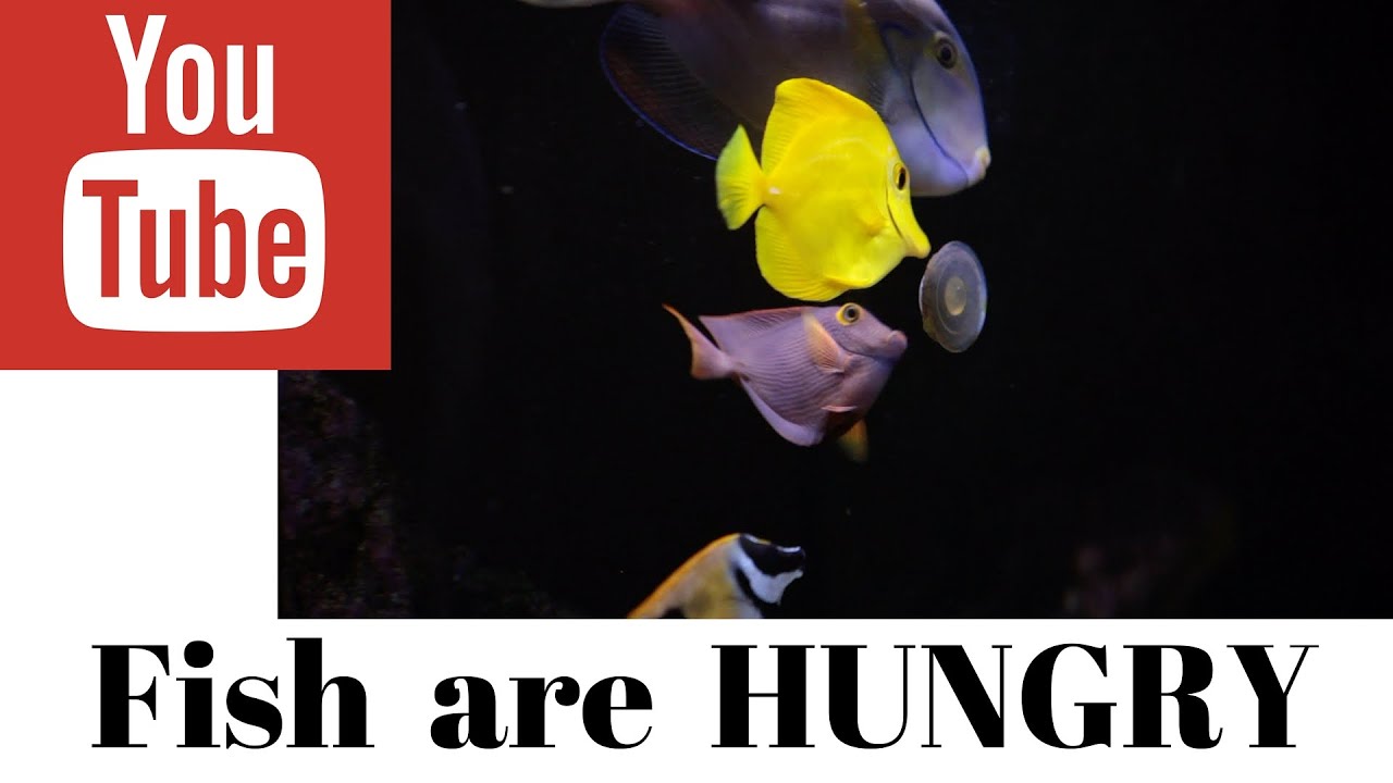 saltwater fish food YouTube